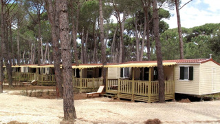 Cabañas móviles en SunLodge Aspen, entre altos pinos y caminos de grava, ambiente acogedor y natural.