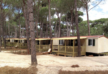 Cabañas móviles en SunLodge Aspen, entre altos pinos y caminos de grava, ambiente acogedor y natural.