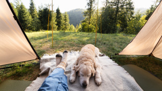 Vista desde una tienda de glamping en un parque vacacional con una persona y un golden retriever descansando.
