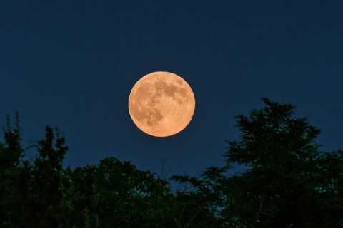 La luna llena se eleva sobre las copas de los árboles en Norcenni Girasole Village, Toscana, Italia.