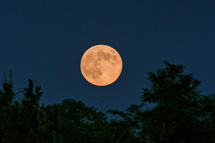 La pleine lune se lève au-dessus des arbres le soir au Norcenni Girasole Village en Toscane, Italie.