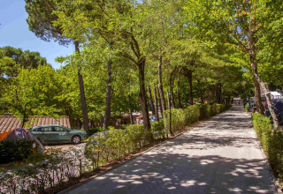 Tree-lined walkway in hu Norcenni Girasole Village holiday park, Tuscany, Italy, with parked cars and tents.