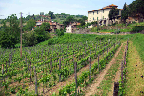 Wijngaarden en traditionele huizen in de buurt van Figline Valdarno, gelegen in het Toscaanse landschap.