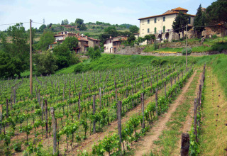 Wijngaarden en traditionele huizen in de buurt van Figline Valdarno, gelegen in het Toscaanse landschap.