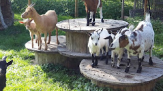 Meerdere geiten staan op houten kabelhaspels bij Camping de Berghoeve, een vakantiepark in Drenthe.