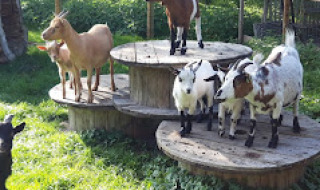 Varios cabras se encuentran sobre carretes de madera en Camping de Berghoeve, parque vacacional en Drenthe.