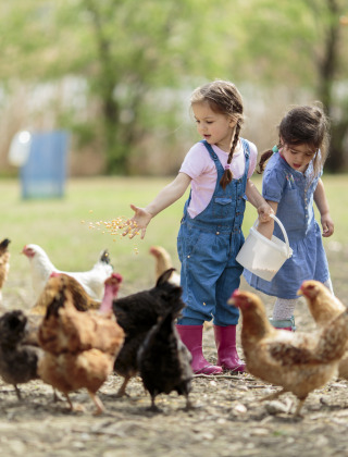 Dos niñas alimentan gallinas al aire libre en Camping de Berghoeve, un parque vacacional en Drenthe, Países Bajos.