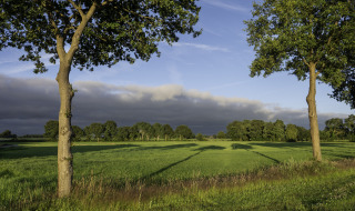Zonnig groen veld in een vakantiepark met glamping, hoge bomen en blauwe lucht op de achtergrond.