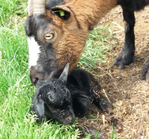 Una cabra limpia a su cabrito recién nacido sobre el pasto en Camping de Berghoeve, Drenthe, Países Bajos.