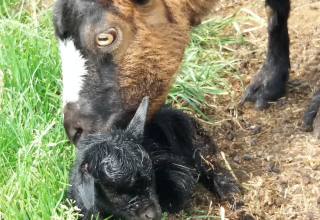 A goat cleans its newborn kid on grass at Camping de Berghoeve holiday park in Drenthe, Netherlands.