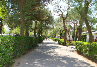 Skygget sti med grønne hække og træer i Camping Village Cavallino, feriepark i Veneto, Italien.