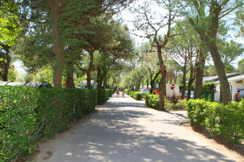 Shaded pathway lined with green hedges and trees at Camping Village Cavallino holiday park in Veneto, Italy.