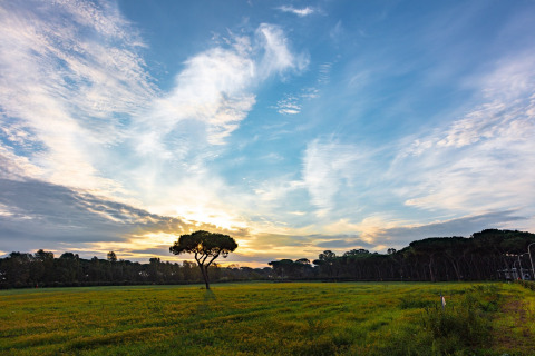 Atardecer y árbol solitario sobre pradera verde en Camping Village Roma Capitol, parque vacacional en Toscana, Italia.