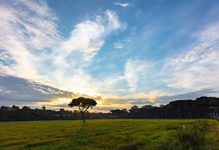 Tramonto con albero solitario e cielo nuvoloso al Camping Village Roma Capitol, villaggio vacanze in Toscana.