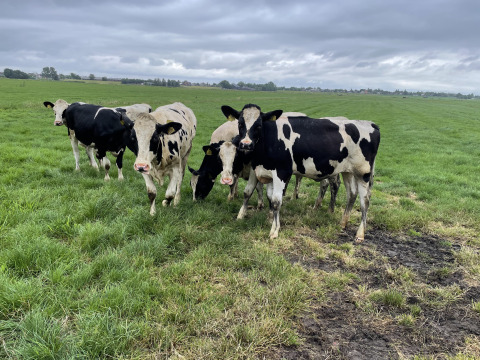 Vacas blancas y negras pastando sobre césped verde en Camping de Speld, Holanda Meridional, Países Bajos.