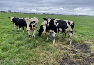 Zwart-witte koeien grazen op gras bij Camping de Speld, een vakantiedomein in Zuid-Holland, Nederland.