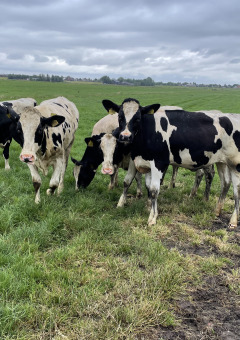 Schwarz-weiße Kühe grasen auf einer Wiese unter wolkigem Himmel bei Camping de Speld, Südholland.