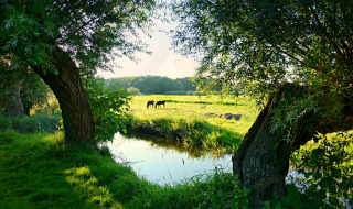 Landschaft bei Nieuwkoop, Südholland, mit grünen Wiesen, Bäumen, Bach und weidenden Pferden.