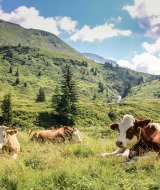 Koeien rusten op een grasweide tussen de bergen bij een glamping vakantiepark op een zonnige dag.