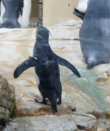 Un pingüino en una roca dentro de un parque vacacional con alojamiento glamping, rodeado de más pingüinos.