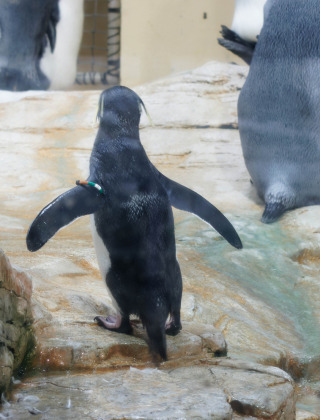 Un manchot debout sur un rocher au parc de vacances, entouré d'autres manchots, hébergement glamping.