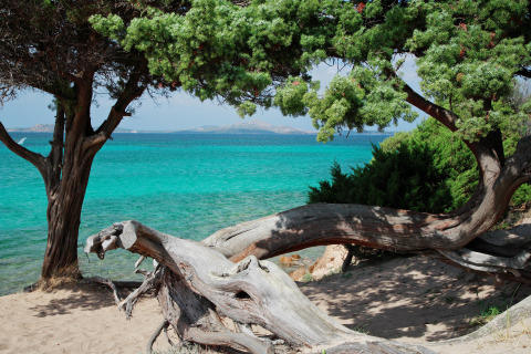 Vista de aguas turquesas y árboles en la playa del Centro Vacanze Isuledda, Cerdeña, Italia.