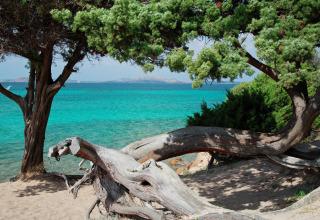 Prachtig zicht op het turquoise water bij Centro Vacanze Isuledda, Sardinië, omzoomd door bomen.