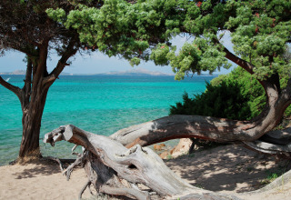 Smuk udsigt over det turkise hav fra stranden ved Centro Vacanze Isuledda, Sardinien, med træer i forgrunden.