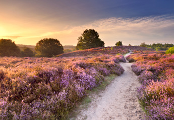 Wandelpad tussen paarse heidevelden bij zonsondergang nabij een glamping-accommodatie in de natuur.