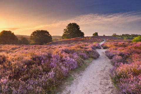 Pfad durch eine blühende violette Heidelandschaft bei Sonnenuntergang, nahe einer Glamping-Unterkunft.