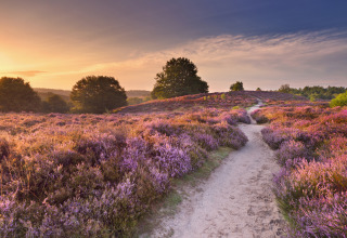 Pfad durch eine blühende violette Heidelandschaft bei Sonnenuntergang, nahe einer Glamping-Unterkunft.