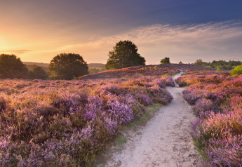 Sendero entre campos de brezo púrpura al atardecer cerca de un alojamiento glamping rodeado de árboles.