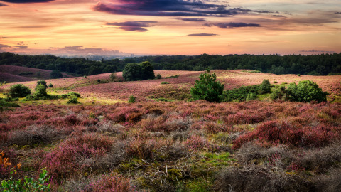 Atardecer sobre campos de brezo y árboles cerca de Beach House en Beloofde Land, Países Bajos.