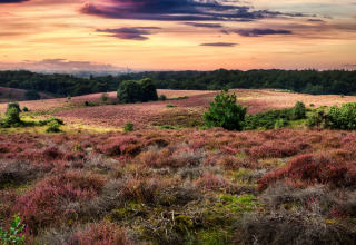 Sunset over rolling heather fields and trees at Beach House in Beloofde Land, the Netherlands.