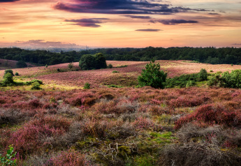 Sunset over rolling heather fields and trees at Beach House in Beloofde Land, the Netherlands.