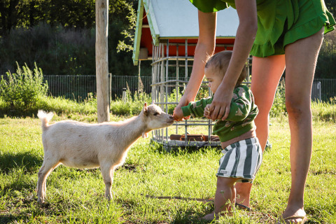 Niño pequeño alimentando a una cabra con ayuda de un adulto en Safaritent basic, Beloofde Land, Países Bajos.