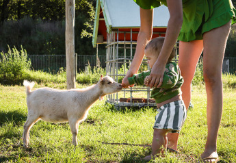 Bambino che dà da mangiare a una capretta aiutato da un adulto a Safaritent basic, Beloofde Land, Olanda.