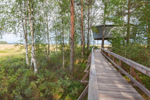 Træhytte med gangbro i en frodig skov ved Småland Miniglamping, Kalmar län, Sverige, set om sommeren.