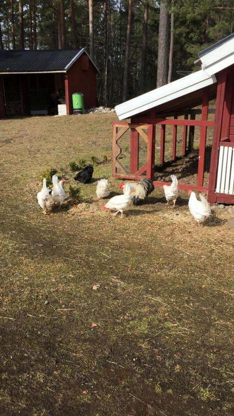 Gallinas y un gallo deambulan fuera de un gallinero rojo en Småland Miniglamping, un parque vacacional en Kalmar län, Suecia.