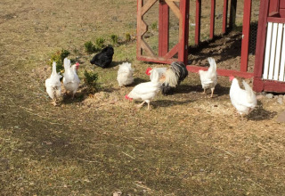 Chickens and a rooster wander outside a red chicken coop at Småland Miniglamping holiday park, Kalmar län, Sweden.