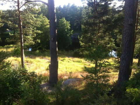 Sunny woodland near Gullringen, Kalmar län, Sweden, with tall trees, grassy clearings and a tranquil pond.