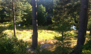 Bosque soleado cerca de Gullringen, Kalmar län, Suecia, con árboles altos, claros y un estanque sereno.