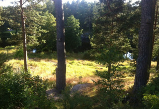 Bosco soleggiato vicino a Gullringen, Kalmar län, Svezia, con alberi alti, radure erbose e uno stagno tranquillo.