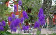 Fiori viola in primo piano e persone sedute ai tavoli davanti a una casa rossa a Småland Miniglamping, Svezia.