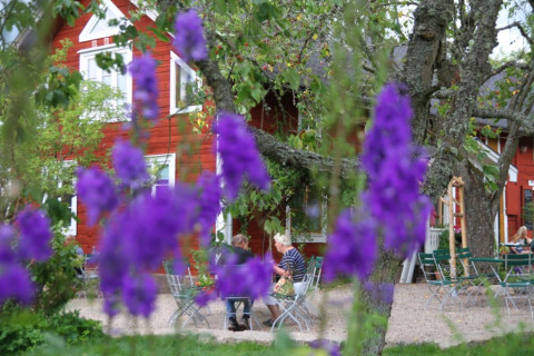Flores moradas en primer plano y personas sentadas en mesas frente a una casa roja en Småland Miniglamping, Suecia.