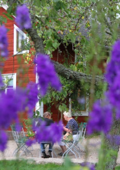 Flores moradas en primer plano y personas sentadas en mesas frente a una casa roja en Småland Miniglamping, Suecia.