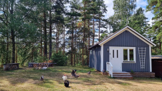 Cabaña azul de madera y gallinas en césped, rodeada de árboles en Stuga glamping, Småland Miniglamping, Suecia.