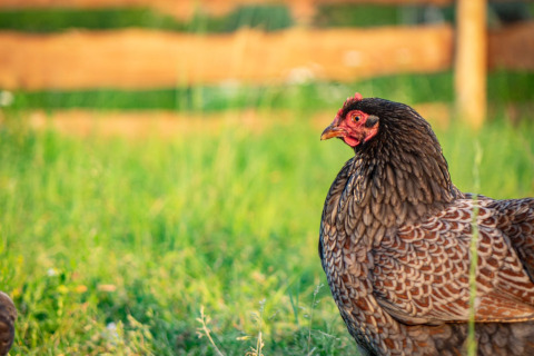 Una gallina pasea sobre césped verde en Hoeve Klein Haneveld, un parque vacacional en Noord-Brabant, Países Bajos.