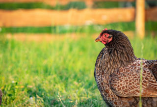 Una gallina nel prato verde di Hoeve Klein Haneveld, parco vacanze nel Brabante Settentrionale, Paesi Bassi.