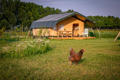 Ein Zelt auf dem Ferienpark Hoeve Klein Haneveld in Nordbrabant, Niederlande, mit einer Henne auf der Wiese davor.